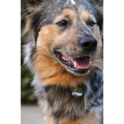 Two Tails Pet Company Pawsitvity Personalized Dog & Cat ID Tag, Green 10 Two Tails Pet Company Pawsitvity Personalized Dog & Cat ID Tag, Green -PetSafe Kong Shop 258426 PT4. AC SS1800 V1604009873