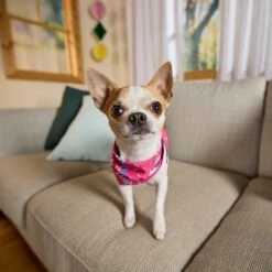 Goody Box Birthday Dog Toys & Treats, X-Small/Small -PetSafe Kong Shop 258999 PT4. AC SS1800 V1676045589