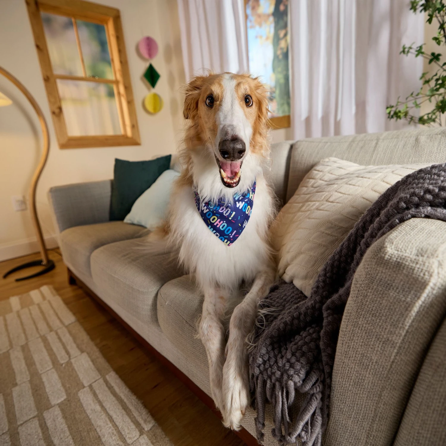 Goody Box Birthday Dog Toys & Treats 5 Goody Box Birthday Dog Toys & Treats - Image 5