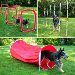 SP Dog 6 Piece Agility Kit 6 SP Dog 6 Piece Agility Kit -PetSafe Kong Shop 259296 PT2. AC SS1800 V1607006849