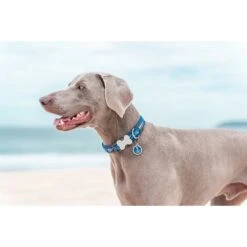 Red Dingo Anchor Stainless Steel Personalized Dog & Cat ID Tag, Blue -PetSafe Kong Shop 259739 PT4. AC SS1800 V1617751631