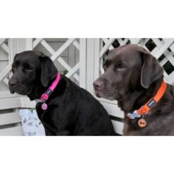 Red Dingo Bone Stainless Steel Personalized Dog ID Tag -PetSafe Kong Shop 259841 PT4. AC SS1800 V1609978972