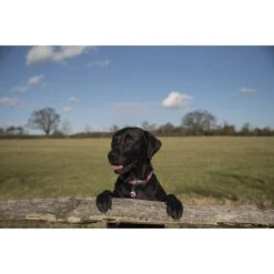 Red Dingo Camouflage Stainless Steel Personalized Dog & Cat ID Tag -PetSafe Kong Shop 259908 PT4. AC SS1800 V1610168260