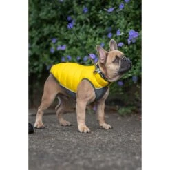 Red Dingo Bumble Bee Stainless Steel Personalized Dog & Cat ID Tag 10 Red Dingo Bumble Bee Stainless Steel Personalized Dog & Cat ID Tag -PetSafe Kong Shop 260085 PT1. AC SS1800 V1629733595