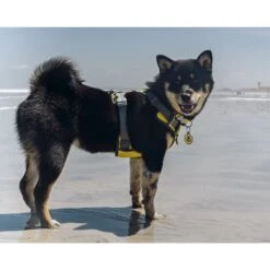 Red Dingo Bumble Bee Stainless Steel Personalized Dog & Cat ID Tag 13 Red Dingo Bumble Bee Stainless Steel Personalized Dog & Cat ID Tag -PetSafe Kong Shop 260085 PT4. AC SS1800 V1610154475