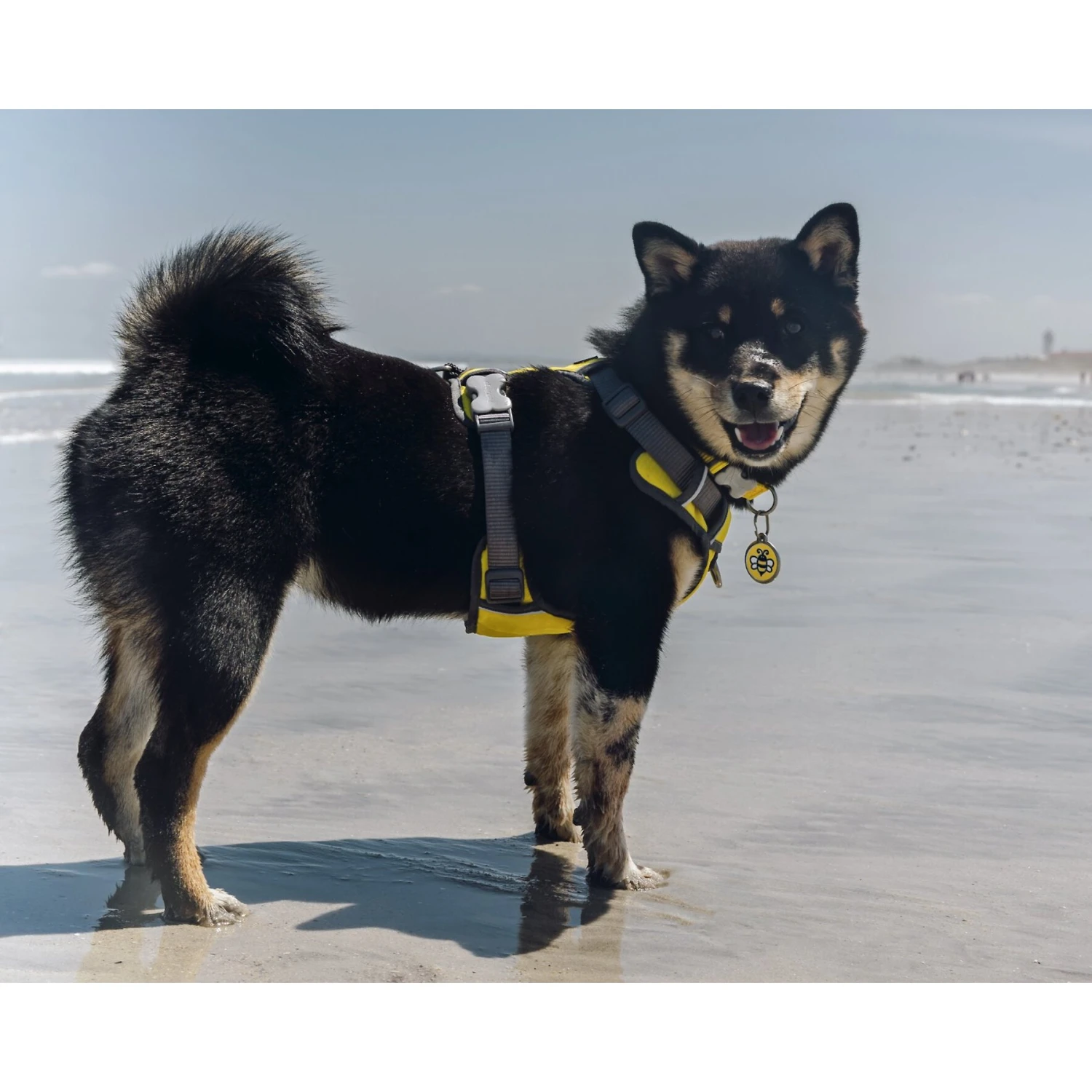 Red Dingo Bumble Bee Stainless Steel Personalized Dog & Cat ID Tag 5 Red Dingo Bumble Bee Stainless Steel Personalized Dog & Cat ID Tag - Image 5