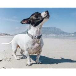 Red Dingo Bumble Bee Stainless Steel Personalized Dog & Cat ID Tag 14 Red Dingo Bumble Bee Stainless Steel Personalized Dog & Cat ID Tag -PetSafe Kong Shop 260085 PT5. AC SS1800 V1610087250