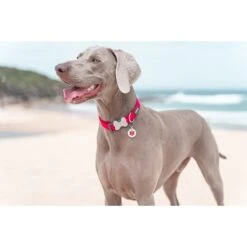 Red Dingo Medical Alert Stainless Steel Personalized Dog & Cat ID Tag -PetSafe Kong Shop 260305 PT4. AC SS1800 V1613512440