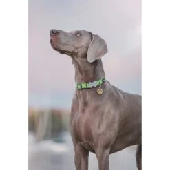 Red Dingo Monkey Stainless Steel Personalized Dog & Cat ID Tag -PetSafe Kong Shop 260309 PT4. AC SS1800 V1610264275