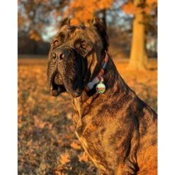 Red Dingo Mountains Stainless Steel Personalized Dog & Cat ID Tag -PetSafe Kong Shop 260330 PT4. AC SS1800 V1610083642