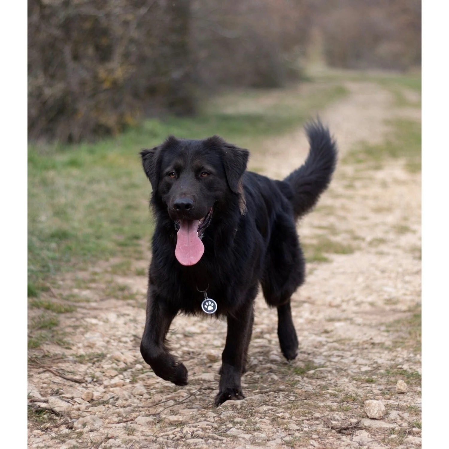 Red Dingo Paw Print Stainless Steel Personalized Dog & Cat ID Tag 2 Red Dingo Paw Print Stainless Steel Personalized Dog & Cat ID Tag - Image 2