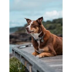 Red Dingo Paw Print Stainless Steel Personalized Dog & Cat ID Tag 12 Red Dingo Paw Print Stainless Steel Personalized Dog & Cat ID Tag -PetSafe Kong Shop 260414 PT4. AC SS1800 V1610063856