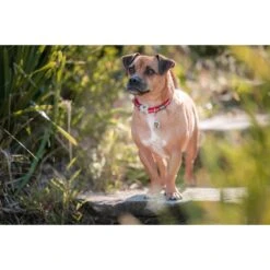 Red Dingo Rainbow Stainless Steel Personalized Dog & Cat ID Tag -PetSafe Kong Shop 260452 PT4. AC SS1800 V1627938791