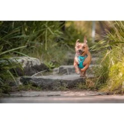 Red Dingo Rubber Duck Stainless Steel Personalized Dog & Cat ID Tag -PetSafe Kong Shop 260455 PT4. AC SS1800 V1627939010