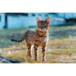 Red Dingo Smiley Face Stainless Steel Personalized Dog & Cat ID Tag -PetSafe Kong Shop 260506 PT4. AC SS1800 V1610181161