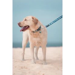 Red Dingo Wave Stainless Steel Personalized Dog & Cat ID Tag -PetSafe Kong Shop 260657 PT4. AC SS1800 V1610142155