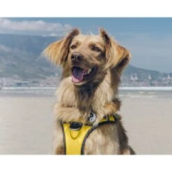 Red Dingo Yin & Yang Stainless Steel Personalized Dog & Cat ID Tag -PetSafe Kong Shop 260699 PT4. AC SS1800 V1610095648