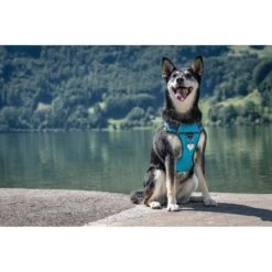 Red Dingo Heart Crystal Diamante Stainless Steel Personalized Dog & Cat ID Tag -PetSafe Kong Shop 260787 PT4. AC SS1800 V1610092390