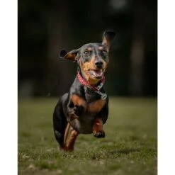 Red Dingo Cupcake Stainless Steel Personalized Dog & Cat ID Tag -PetSafe Kong Shop 260816 PT4. AC SS1800 V1610109145