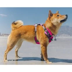 Red Dingo Glitter Unicorn Stainless Steel Personalized Dog & Cat ID Tag -PetSafe Kong Shop 260872 PT4. AC SS1800 V1609976559