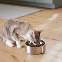 Frisco Insulated Non-Skid Flair Stainless Steel Dog & Cat Bowl 16 Frisco Insulated Non-Skid Flair Stainless Steel Dog & Cat Bowl -PetSafe Kong Shop 261753 PT7. AC SS1800 V1623937560