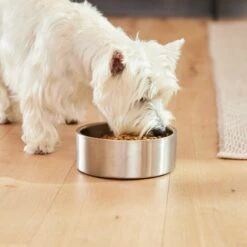 Frisco Insulated Non-Skid Flair Stainless Steel Dog & Cat Bowl 17 Frisco Insulated Non-Skid Flair Stainless Steel Dog & Cat Bowl -PetSafe Kong Shop 261753 PT8. AC SS1800 V1623937545