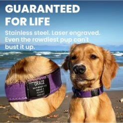 DOG ID Personalized Dog ID Tag -PetSafe Kong Shop 262031 PT3. AC SS1800 V1685986633