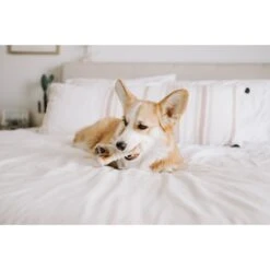 Nylabone Power Chew Chicken Flavored Knuckle Bone & Pop-In Treat Toy Combo Dog Chew Toy -PetSafe Kong Shop 263946 PT1. AC SS1800 V1688157239