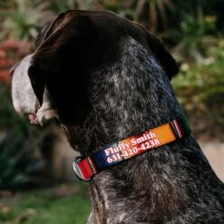 Buckle-Down Polyester Personalized Dog Collar, Zarape 9 Buckle-Down Polyester Personalized Dog Collar, Zarape -PetSafe Kong Shop 266190 PT2. AC SS1800 V1653498385