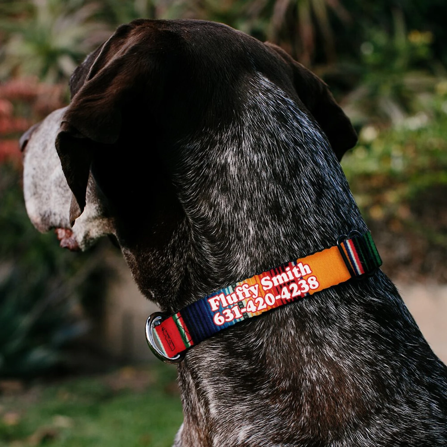 Buckle-Down Polyester Personalized Dog Collar, Zarape 3 Buckle-Down Polyester Personalized Dog Collar, Zarape - Image 3