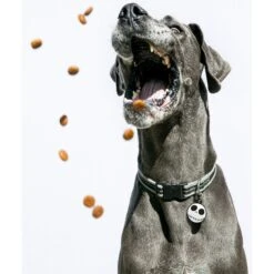 Quick-Tag Disney Skellington Circle Personalized Dog & Cat ID Tag -PetSafe Kong Shop 266360 PT3. AC SS1800 V1611845513