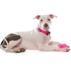 Quick-Tag Diva Bone & Etched Crown Personalized Dog ID Tag -PetSafe Kong Shop 266370 PT3. AC SS1800 V1611845489