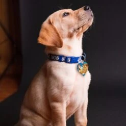 Quick-Tag Disney Heart Personalized Dog & Cat ID Tag 7 Quick-Tag Disney Heart Personalized Dog & Cat ID Tag -PetSafe Kong Shop 266381 PT3. AC SS1800 V1611958326