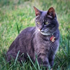 Quick-Tag Disney's Minnie Mouse Heart Personalized Dog & Cat ID Tag -PetSafe Kong Shop 266399 PT3. AC SS1800 V1611960387