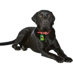 Quick-Tag Disney's Muppets Kermit Military Personalized Dog & Cat ID Tag -PetSafe Kong Shop 266420 PT3. AC SS1800 V1611960065