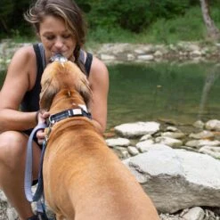 DOG ID The Rock Solid Personalized ID Tag Dog Collar, Rose Gold -PetSafe Kong Shop 266899 PT3. AC SS1800 V1688149967