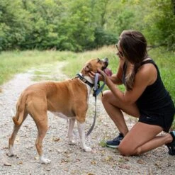 DOG ID The Rock Solid Personalized ID Tag Dog Collar, Rose Gold -PetSafe Kong Shop 266899 PT4. AC SS1800 V1688148962