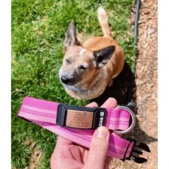 DOG ID The Rock Solid Personalized ID Tag Dog Collar, Rose Gold -PetSafe Kong Shop 266899 PT5. AC SS1800 V1688150611