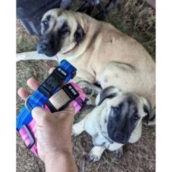 DOG ID The Rock Solid Personalized ID Tag Dog Collar, Rose Gold -PetSafe Kong Shop 266899 PT6. AC SS1800 V1688150310