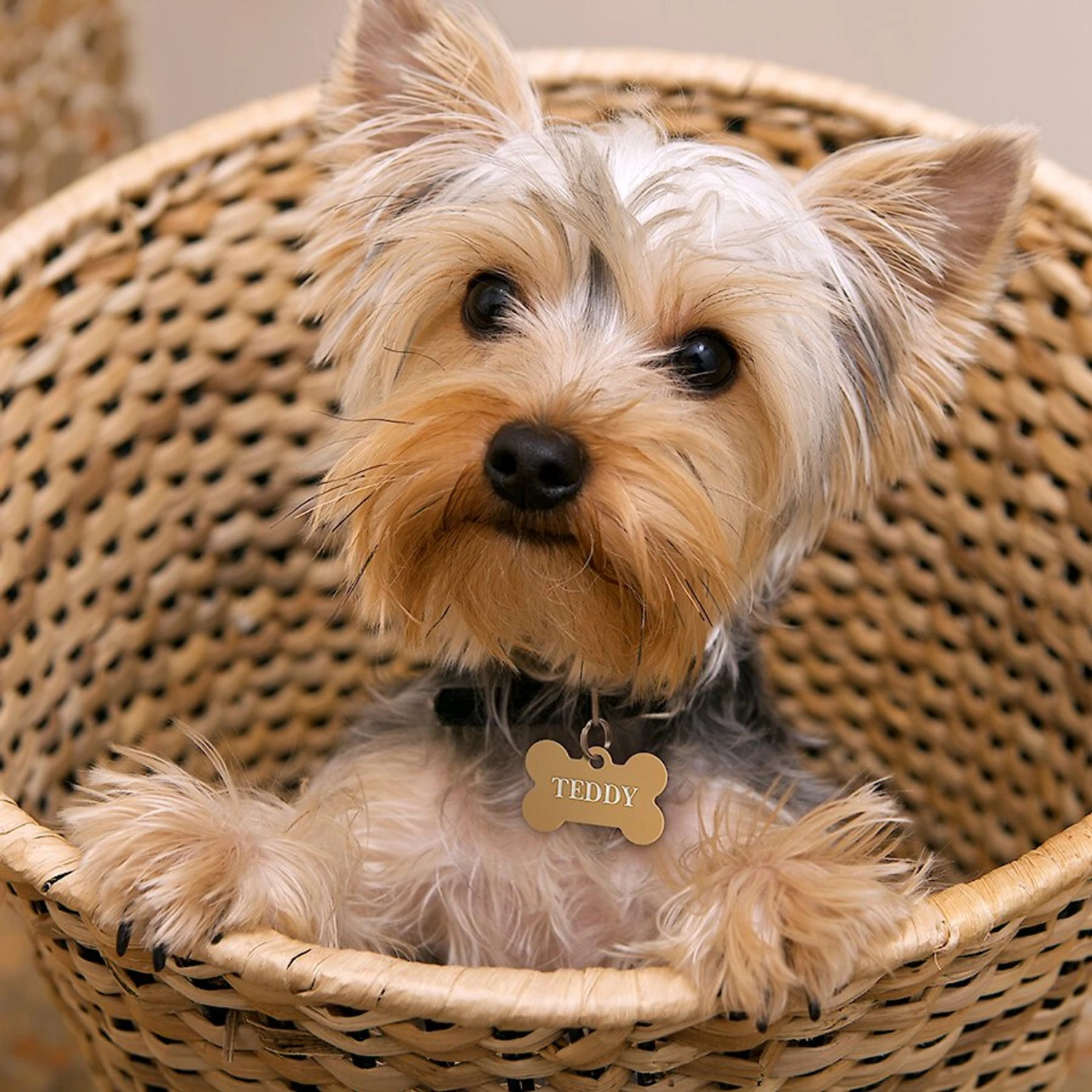 Quick-Tag Personalized Dog & Cat ID Tag 4 Quick-Tag Personalized Dog & Cat ID Tag - Image 4