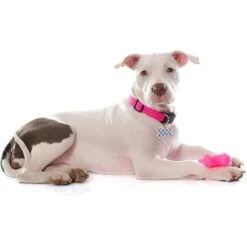 Quick-Tag Personalized Dog ID Tag -PetSafe Kong Shop 269123 PT3. AC SS1800 V1614035803