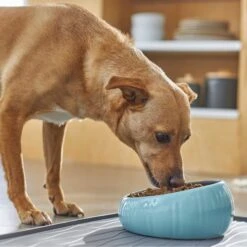 Frisco Slanted Ceramic Dog Bowl 6 Frisco Slanted Ceramic Dog Bowl -PetSafe Kong Shop 270221 PT2. AC SS1800 V1620761979
