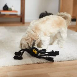 Frisco Halloween Spider Rope Dog Toy -PetSafe Kong Shop 270504 PT3. AC SS1800 V1624825021