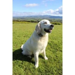 StayFence In-Ground Pet Containment System -PetSafe Kong Shop 270616 PT3. AC SS1800 V1622564885