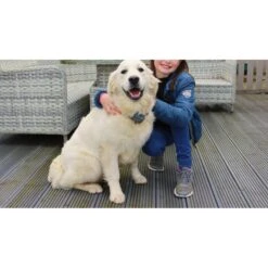 StayFence In-Ground Pet Containment System -PetSafe Kong Shop 270616 PT5. AC SS1800 V1622564844