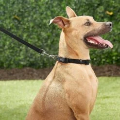 Frisco Solid Nylon Personalized Dog Leash -PetSafe Kong Shop 270716 PT6. AC SS1800 V1628029678