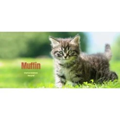 Frisco Basic Insulated Stainless Steel Personalized Mug, 10-oz -PetSafe Kong Shop 271225 PT2. AC SS1800 V1620401826