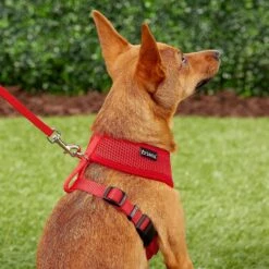 Frisco Small & Medium Breed Soft Mesh Personalized Back Clip Dog Harness -PetSafe Kong Shop 271252 PT6. AC SS1800 V1618938436
