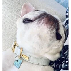 Trill Paws Diamond Personalized Dog & Cat ID Tag -PetSafe Kong Shop 272354 PT4. AC SS1800 V1613602642