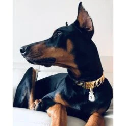 Trill Paws Money Bag Personalized Dog & Cat ID Tag -PetSafe Kong Shop 272370 PT4. AC SS1800 V1613605694